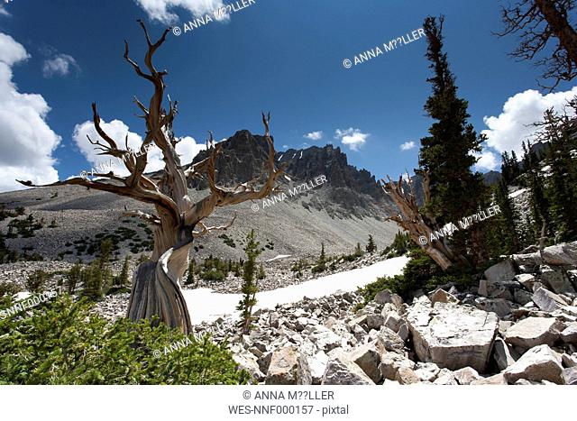 USA, Nevada, Great Basin National Park, bristlecone pine