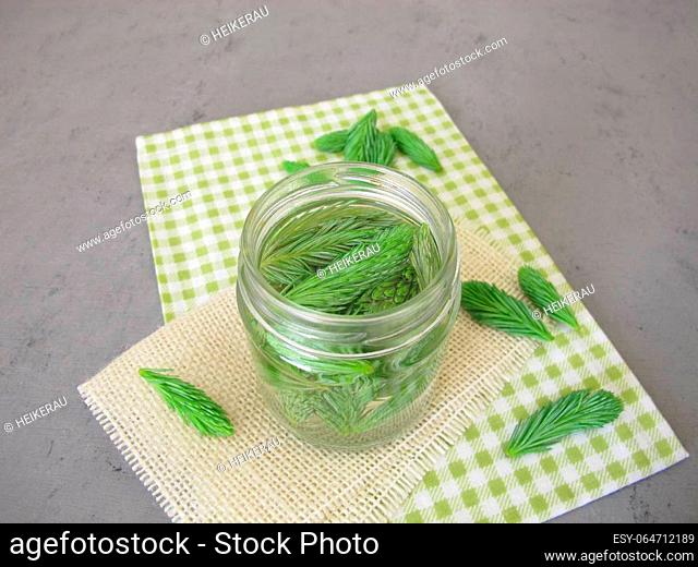 Spruce tips extract: tincture from young spruce shoots