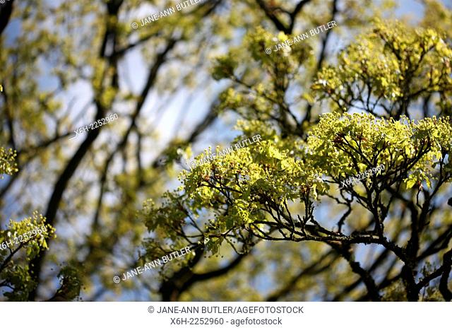 acer platanoides tree in Spring sunshine