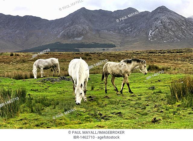 Connemara ponies, Inagh Valley, County Galway, Republic of Ireland, Europe