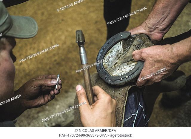The blacksmiths and horseshoers Maximilian Popp, aged 28, and Horst Kolb, aged 57, nail a new horseshoe in Neufang, Germany, 13 July 2017