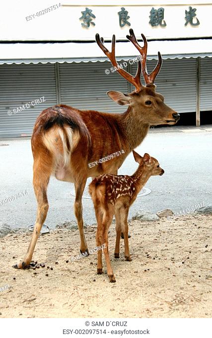 Mother and Baby Deer, Japan
