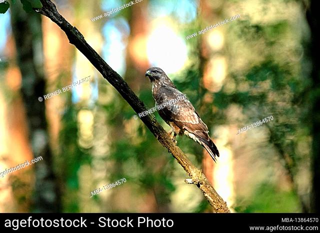 Buzzard when sitting in the morning