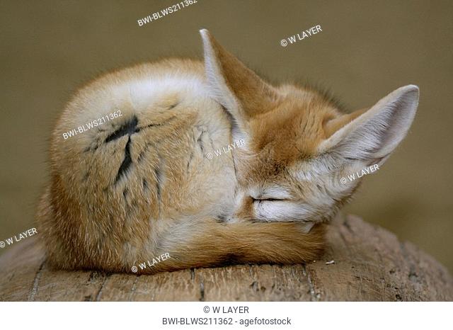 fennec fox Fennecus zerda, Vulpes zerda, sleeping