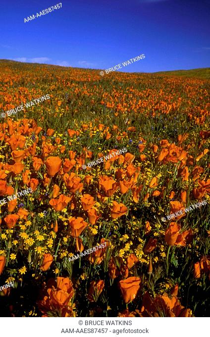 Field of Flowers: mainly California Poppies, Lancaster, CA (Eschscholzia californica)