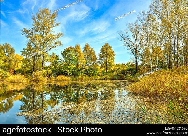 Golden autumn on the bank of forest lake. Bright fall leaves of birch trees in calm water swiming. Yellow trees, grass and blue sky reflected in water - idyllic...