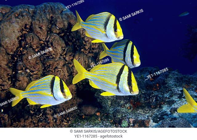 Small group of double bar bream (acanthopagrus bifasciatus) fish swimming in the Paso del Cedral reef, Cozumel Island, Mexico