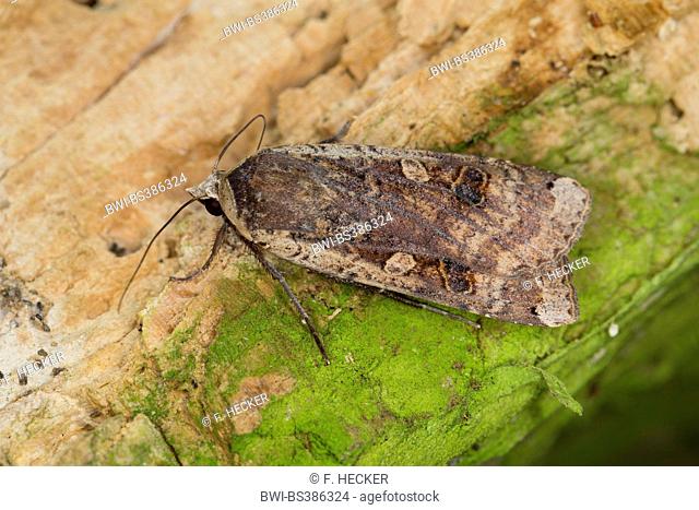 common yellow underwing moth, large yellow underwing moth, hibon, Yellow underwing (Noctua pronuba, Agrotis pronuba, Lampra pronuba), on green bark, Germany