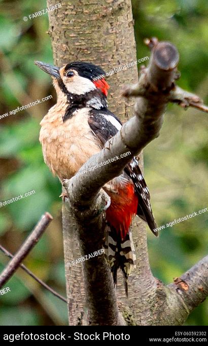 Great spotted woodpecker (male) at a feeding station in a municipal forest in Berlin, sitting on a branch