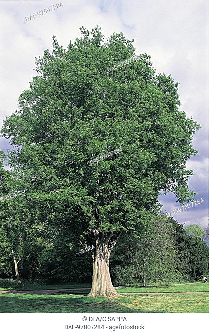 Botany - Trees - Ulmaceae. Caucasian zelkova (Zelkova carpinifolia)