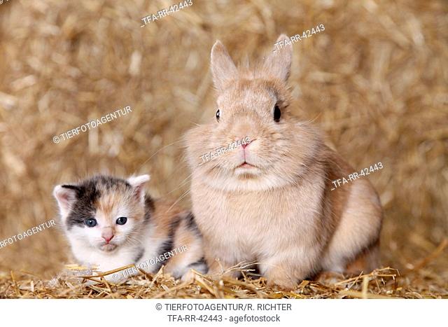 lion-headed rabbit and kitten