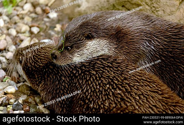31 May 2023, Mecklenburg-Western Pomerania, Rostock: Two otters wait to be fed at Rostock Zoo. For World Otter Day, they receive an ice cream cake with fish and...