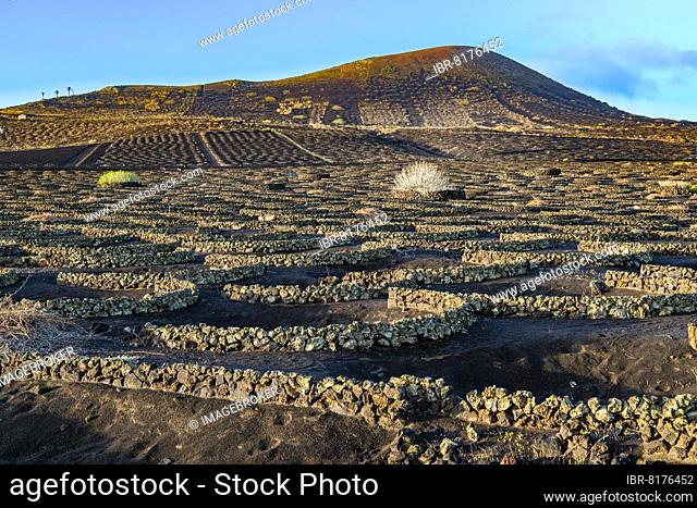 Vines with walls of lava rock, viticulture on volcanic ash in dry farming method, La Geria, Lanzarote Island, Canary Islands, Canary Islands, Spain, Europe