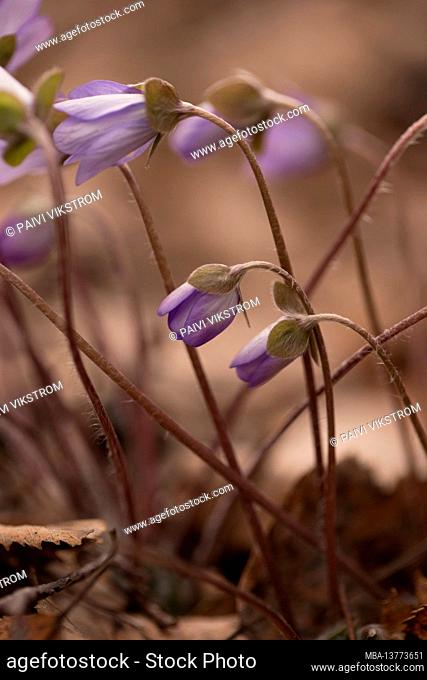 Anemone hepatica, (Hepatica nobilis), common hepatica, kidneywort, liverwort, pennywort, flowering plant, Finland