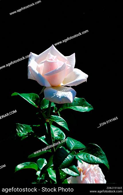 frische rosa rose mit schwarzem hintergrund im sommer