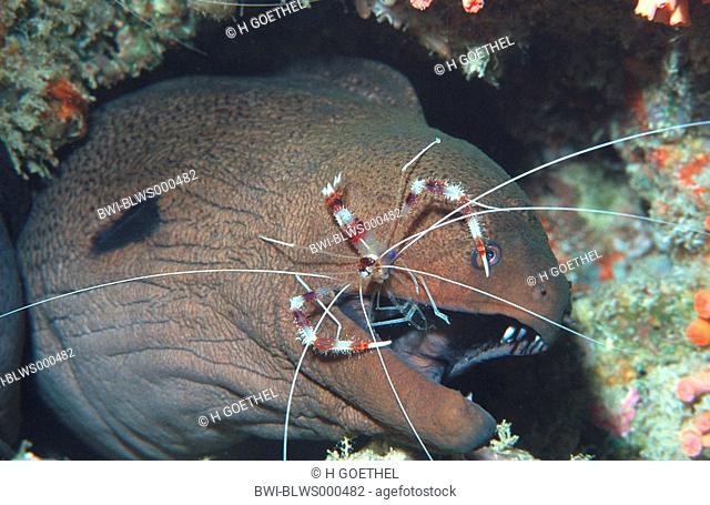 banded coral shrimp, banded cleaner shrimp with giant moray Stenopus hispidus, Gymnothorax javanicus, shrimp cleaning the mouth of the moray