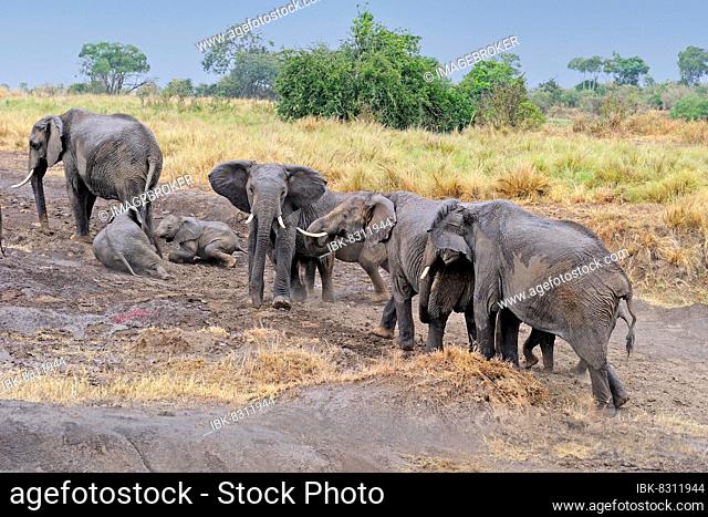African elephants (Loxodonta africana), family, Masai Mara, Kenya, Africa