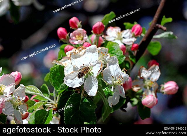 A honeybee on apple blossoms in spring. Blossoming apple tree with bee