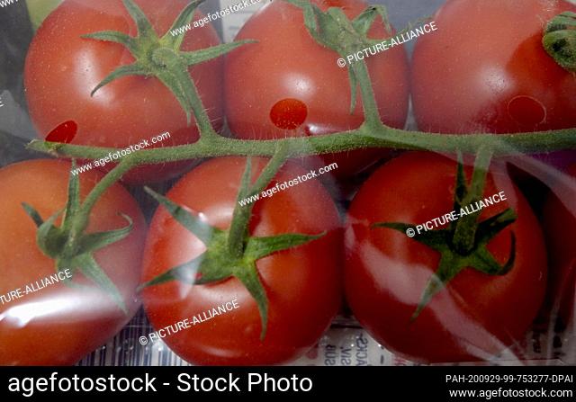 26 September 2020, Berlin: Tomatoes are wrapped in foil. Photo: Alexandra Schuler/dpa. - Berlin/Berlin/Germany