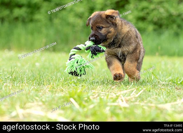 running GDR Shepherd Puppy