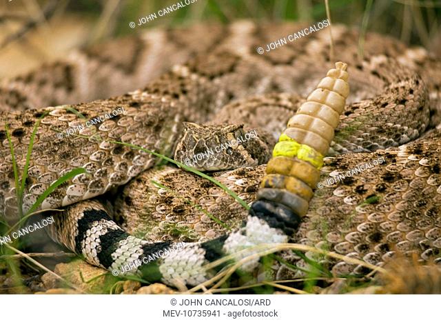 Western Diamondback Rattlesnake - Curled up showing rattle painted by biologist (Crotalus atrox)