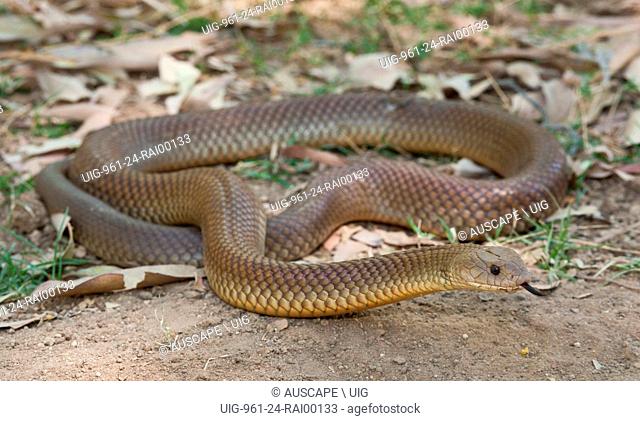 King brown snake, Pseudechis australis, a dangerously venomous snake. Mornington Wildlife Sanctuary, central Kimberley, Western Australia