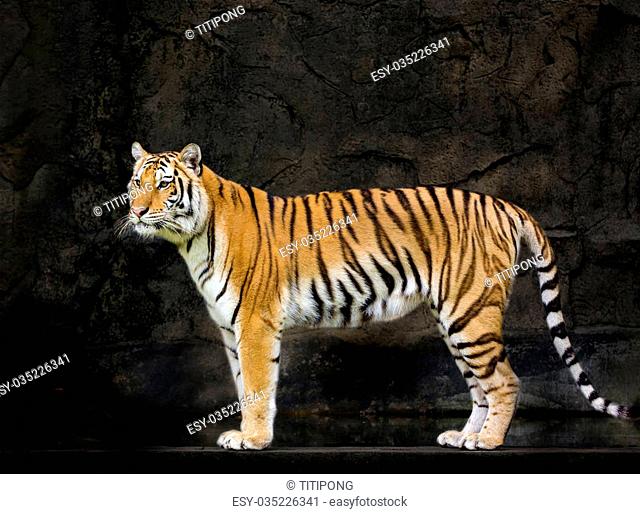 Sumatran tiger sunda island tiger Stock Photos and Images | agefotostock