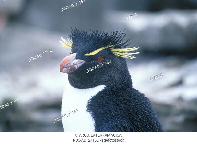 Rockhopper Penguin Sea Lion Island Falkland Islands Eudytpes crestatus Eudyptes chrysocome
