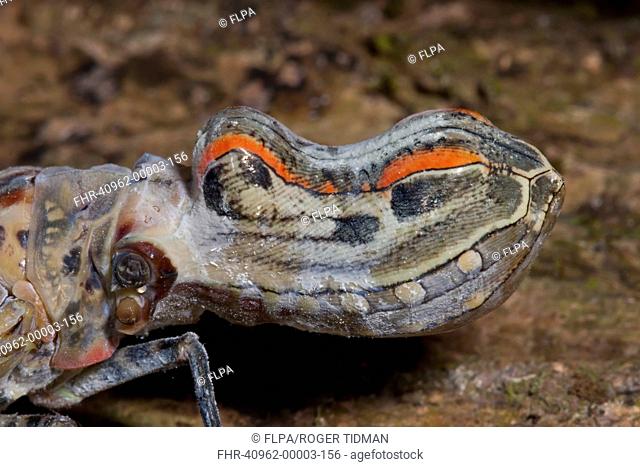 Lantern Bug (Fulgora laternaria) adult, close-up of head with false eye markings, in rainforest, Peruvian Amazon, Peru, September