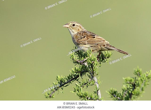 Adult Cassin's Sparrow (Peucaea cassinii) perched on a native plant in Brewster County, Texas, USA