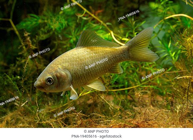 Prussian carp Carassius gibelio - Dommel, Eindhoven, Campine, North Brabant, The Netherlands, Holland, Europe