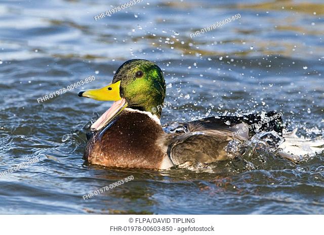 Mallard Duck Anas platyrhynchos adult male, calling and bathing, Norfolk, England, winter