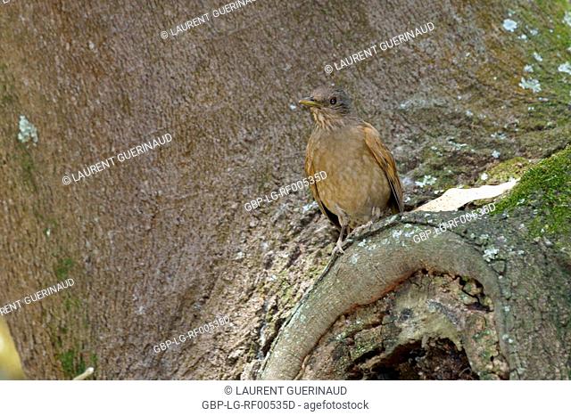 Animal, Bird, Thrush-pity-ravine, Thrush-brown, Thrush-ravine, (Turdus leucomelas), Aclimação Park, São Paulo, Brazil