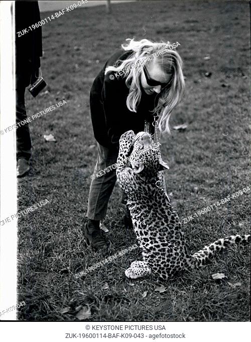 1968 - Angela McWilliams, 23 takes Michael her pet leopard down to Kensington Gardens, for his daily walk. The Problems of Keeping a Pet Cat: Angela McWilliams