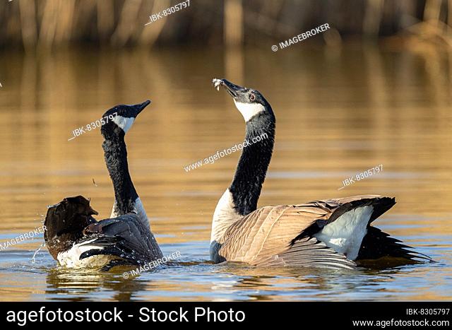 A pair of Canada geese mating, Lake Ümmingen, Bochum, North Rhine-Westphalia, Germany, Europe