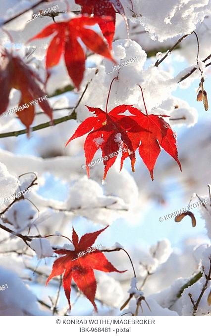 Autumn-leaves in snow, Japanese Maple or Smooth Japanese Maple (Acer palmatum), Bavaria, Germany, Europe