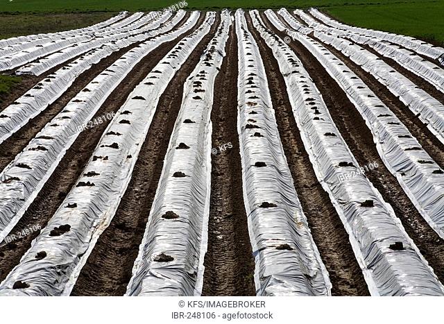 Asparagus field covered with plastic, Lower Rhineland, Germany