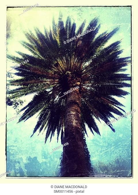 A Florida date palm tree