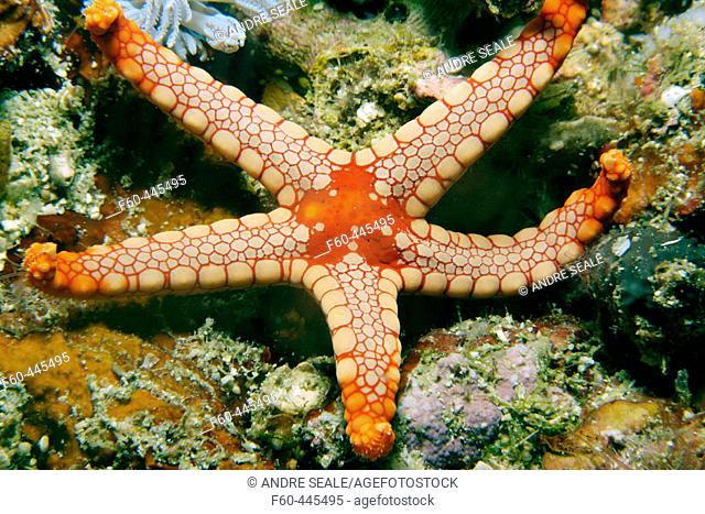 Sea star, Fromia monilis, Sinandigan wall, Puerto Galera, Mindoro, Philippines