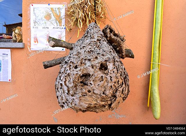 Asian hornet or Asian wasp nest (Vespa velutina). Asian wesp is native to southeastern Asia but naturalized in other temperate regions