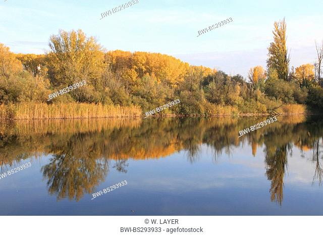 white poplar, silver-leaved poplar, abele (Populus alba), landscape at the Old Rhine with floodplain forest in autumn colours, Germany