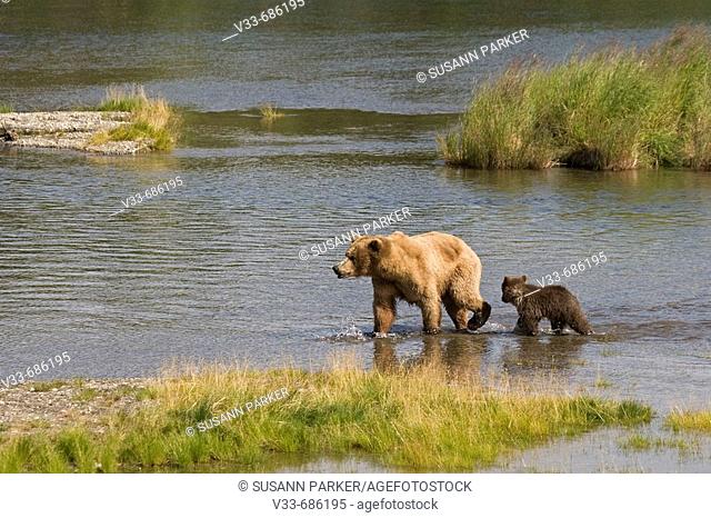 Brown Bear and her cub in Katmai National Park, Alaska, USA