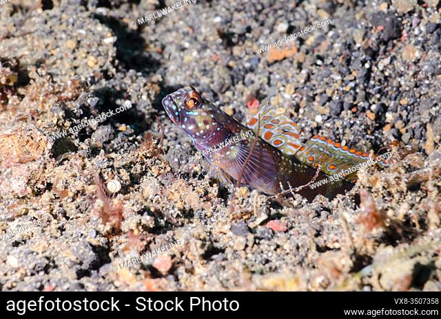 Wide-barred shrimpgoby, Amblyeleotris latifasciata, Lembeh Strait, North Sulawesi, Indonesia, Pacific