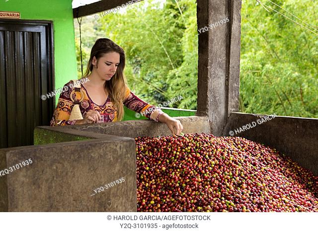 Woman touching the coffee beans collected in a pool to process them in the plantation