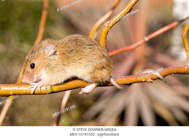 Harvest Mouse - on willow stem - showing use of semi prehensile tail (Micromys minutus)