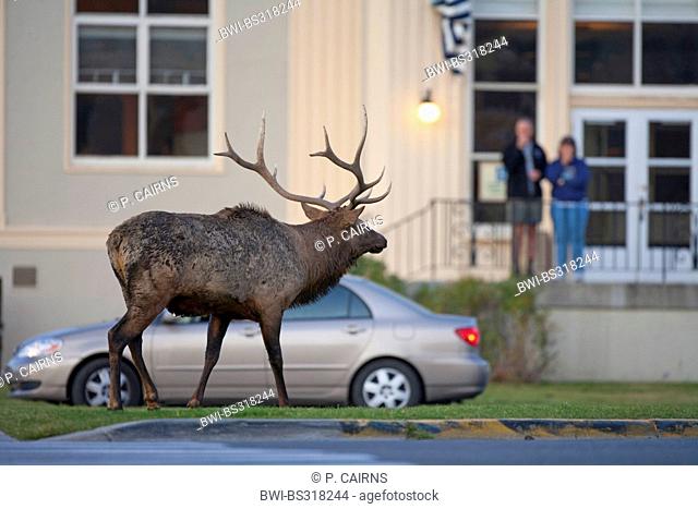 wapiti, elk (Cervus elaphus canadensis, Cervus canadensis), rutting bull elk walking over the street in town, USA, Wyoming, Yellowstone National Park