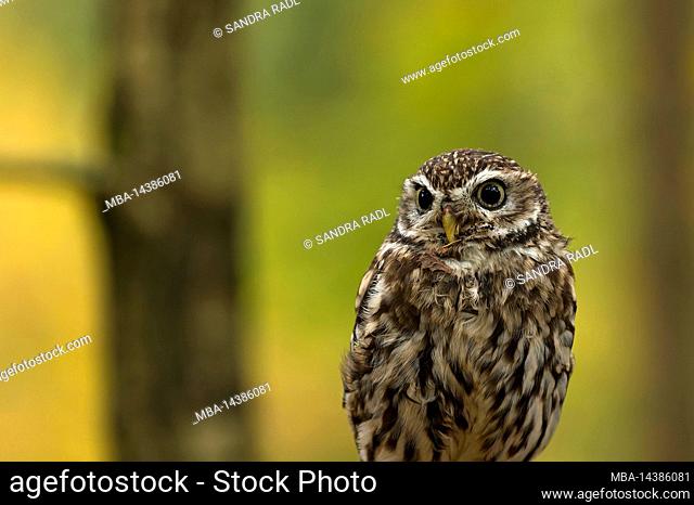 Little Owl (Athene noctua), captive, colorful autumn leaves in the background, Bird of Prey Enclosure Bispingen, Lüneburger Heide, Germany, Lower Saxony