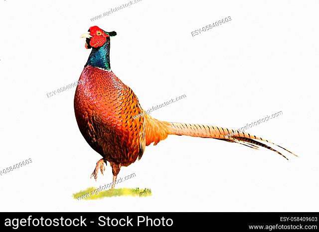 Common ring-necked pheasant, phasianus colchicus, cock walking forward with leg in air isolated on white. Cut out wild animal on a green meadow in nature facing...