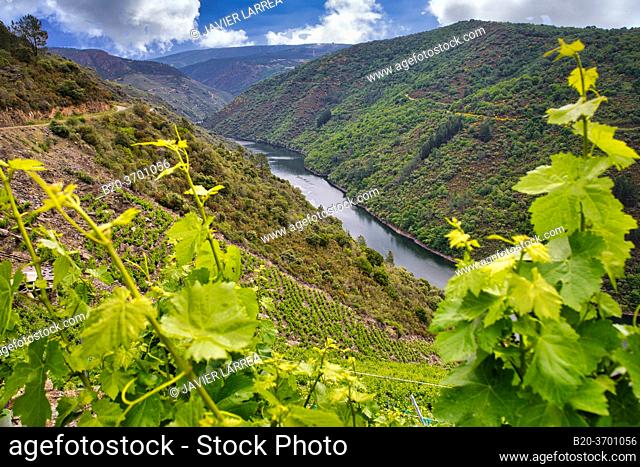 Vineyards, Ribeira Sacra, Heroic Viticulture, Sil river canyon, Doade, Sober, Lugo, Galicia, Spain