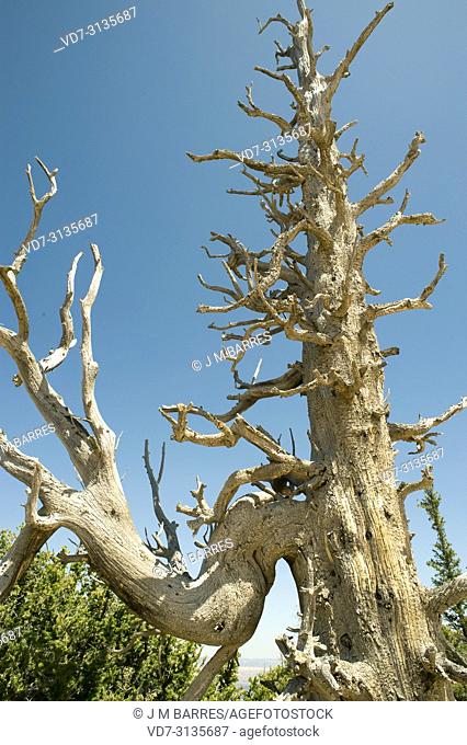 Great Basin bristlecone pine (Pinus longaeva) is a coniferous tree very long-lived (more than 5, 000 years). Dead specimen